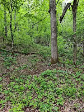 Reliance, TN Land Opportunity