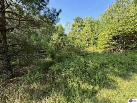 89 Acres of Wooded Land