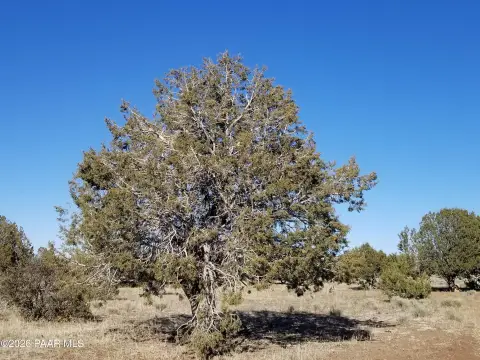 Treed Residential Land Parcel