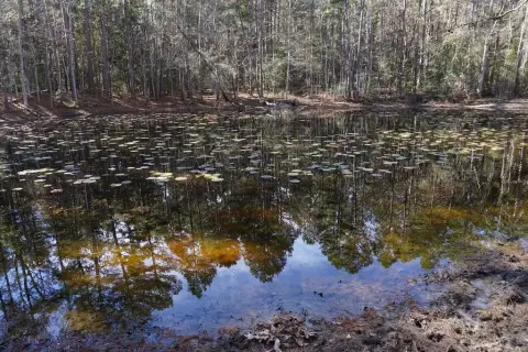 Heavily Wooded 122-Acre Tract