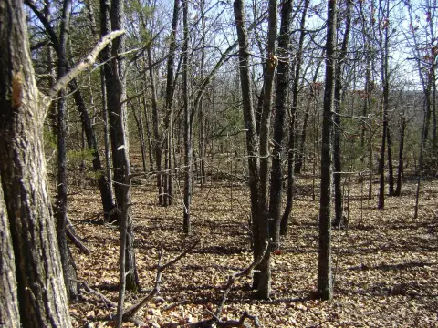 Wooded Acreage in Ozark Foothills