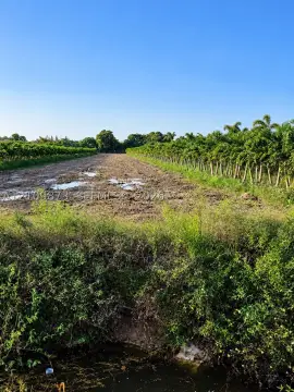 In-Ground Tree Nursery