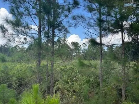 Kathleen, FL Wooded Lot