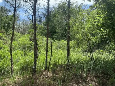 Kathleen Hunting Land For Sale