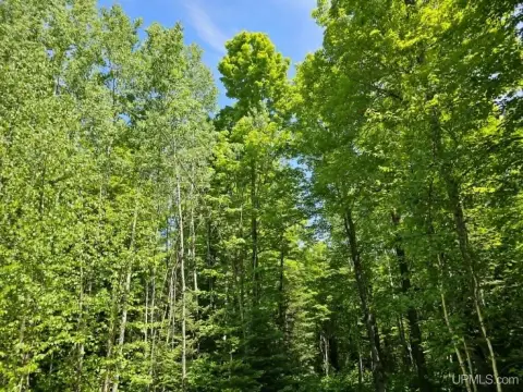 Wooded Recreation Land Parcel