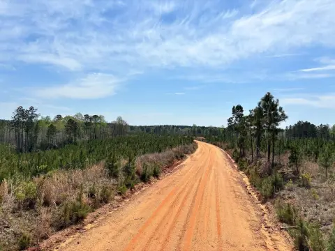 Hunting Land with Pine Plantation