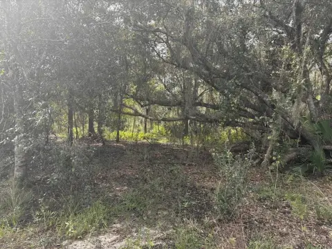 Okeechobee Wooded Land For Sale