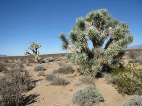 60 Acres of Ranch Land