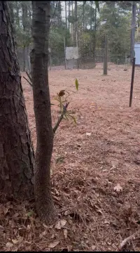 Corner Lot in Flint, TX