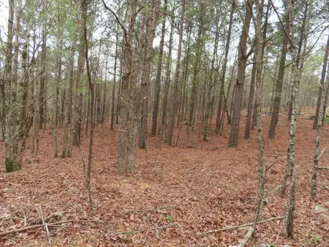 Recreational Hunting Land with Recorded Access