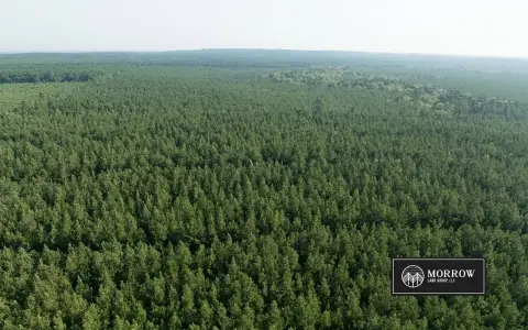 Hunting Land with Pine Plantation