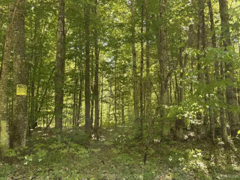Wooded Hunting Land Parcel