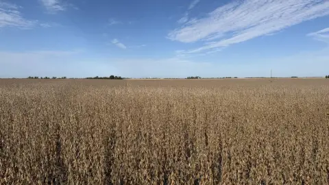 Iowa Cropland Tract