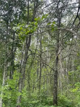 Residential Land in Pequot Lakes