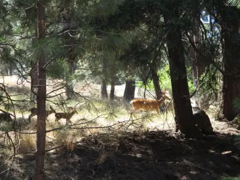 Residential Lot in Lynnewood Subdivision