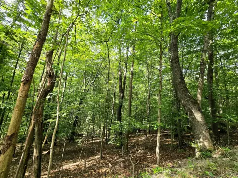 Wooded Lot in Gated Community