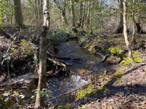 Hunting Preserve in Barnwell County