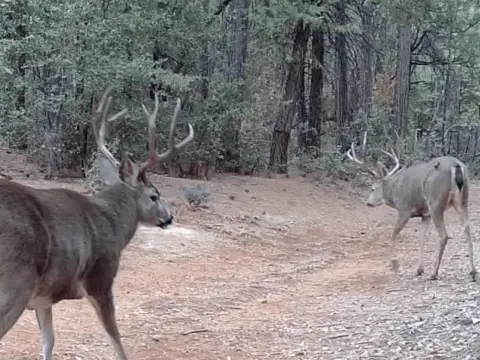 Hunting Land with Springs
