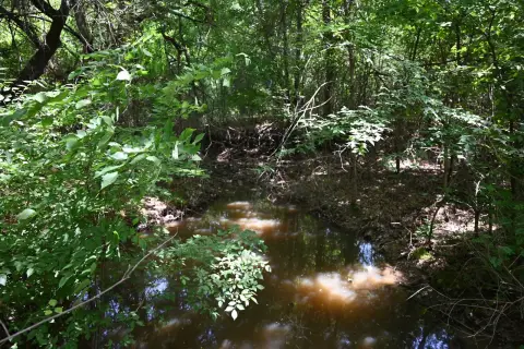 Recreational Land Tract with Timber