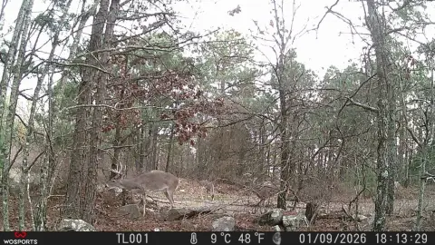 Wooded Recreational Land Tract