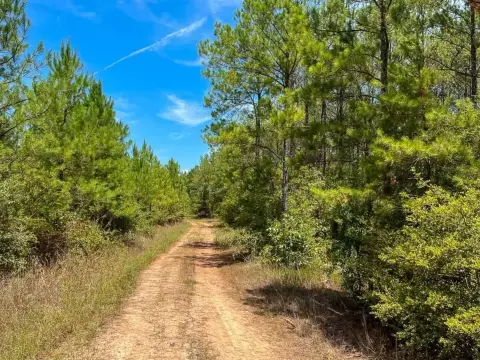 Northern Walker County Wooded Land