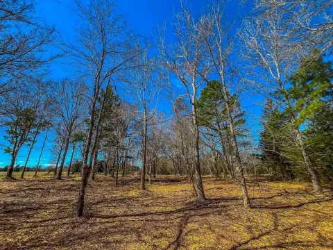 Serene Wooded Land Near Jacksonville