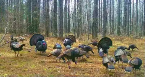 262 Acres in Ashland, MS