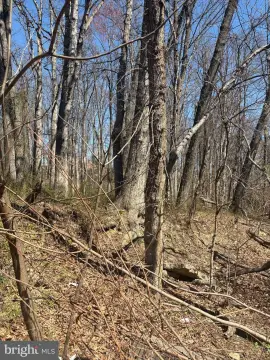 Elevated Wooded Lot in DC