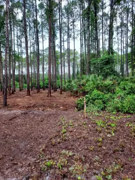 Cleared Bay View Lot