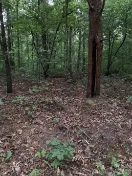 Recreational Hunting Land Tract