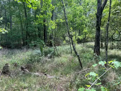 Timber and Hunting Land