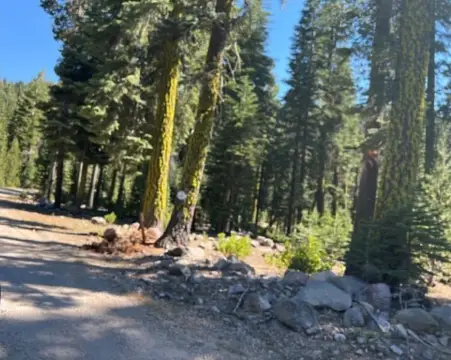 Viola, CA Wooded Land