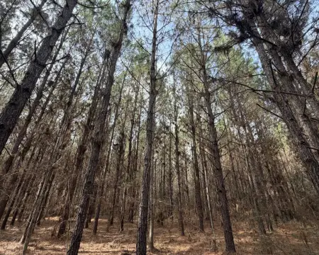 Vacant Land Near New Brockton
