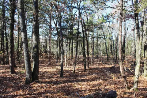 40 Acres Hunter's Paradise