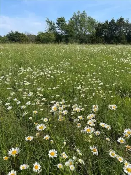 Hindsville Land Ready For Home