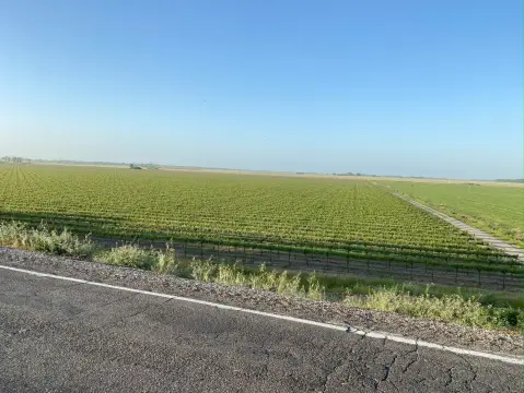 Clarksburg Vineyard with Income Potential