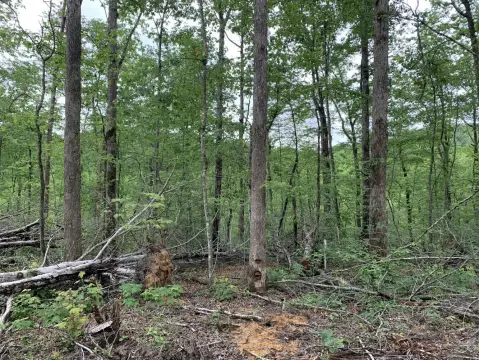 Hunting Land Adjoining Daniel Boone National Forest