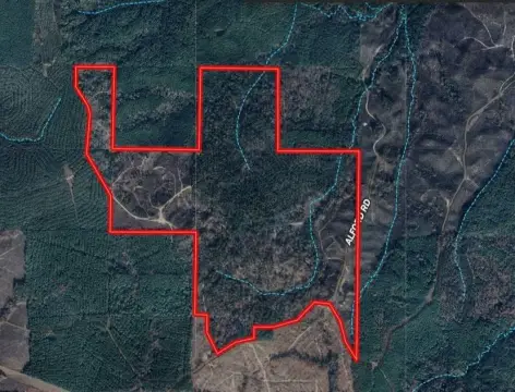 Timberland Hunting Tract with Trails
