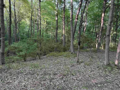 Wooded Land with Creek