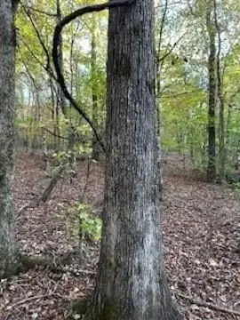 Wooded Land in Oxford, MS