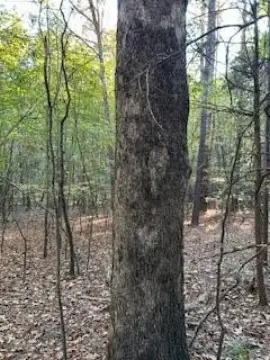 Wooded Land in Oxford, MS