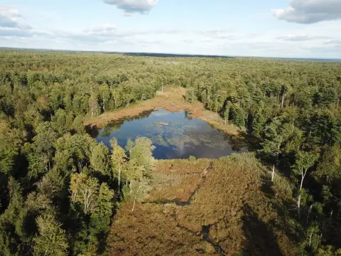 Wooded Hunting Land