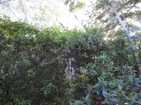 Keaau Land Near Ocean