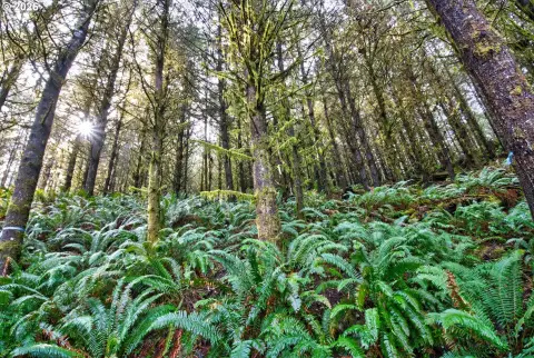 Coquille Timberland with Development Potential