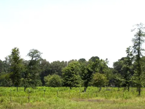 Fully Fenced Pasture Land
