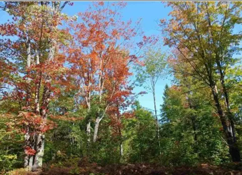 Wooded Recreational Land Parcel