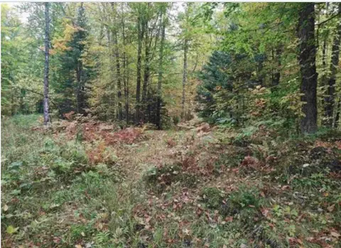 Michigan Wooded Parcel For Sale