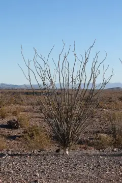 Presidio, TX Rural Land