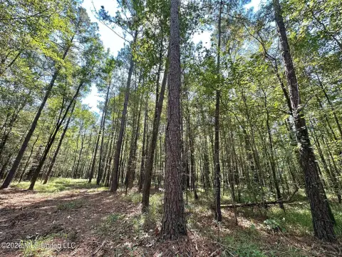 Timber and Hunting Land with Creek