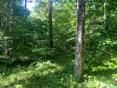 Recreational Hunting Land Parcel